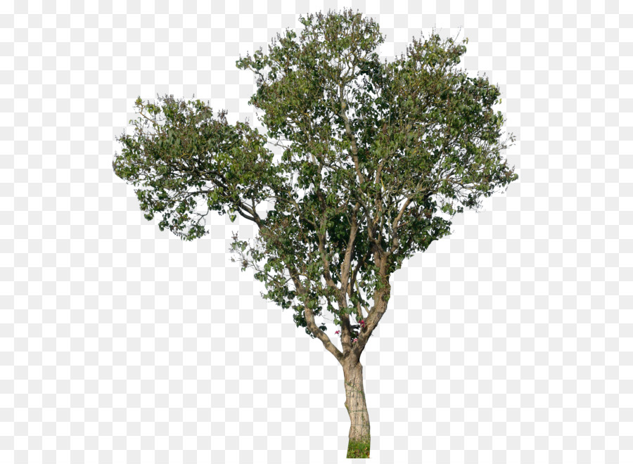 900x660 Populus Nigra Tree Oak Magnolia