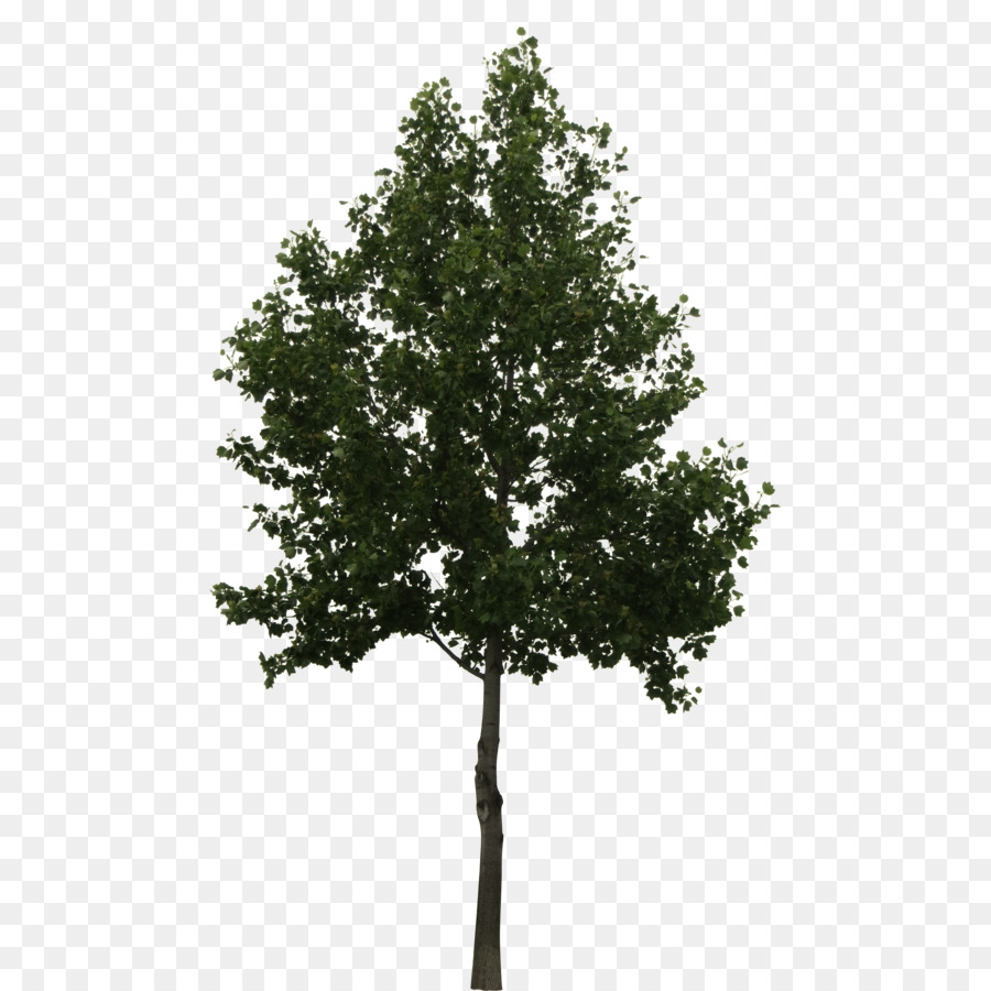 900x900 Tree Oak