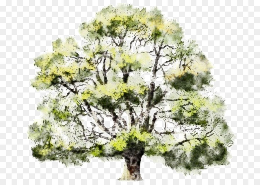 900x640 Tree Watercolor Painting Oak Drawing