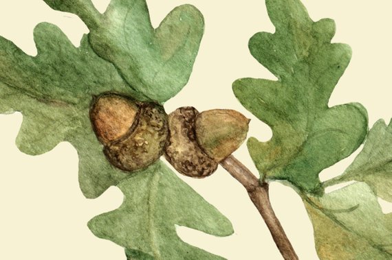 570x379 Watercolor Oak Clip Art Wreath Etsy