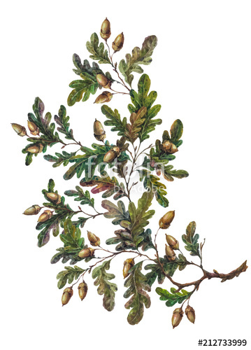 359x500 Watercolor Oak Branch Decoration Stock Image And Royalty Free