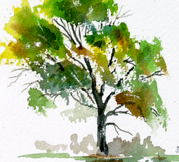 255x230 Watercolor Painting Watercolor Oak Tree