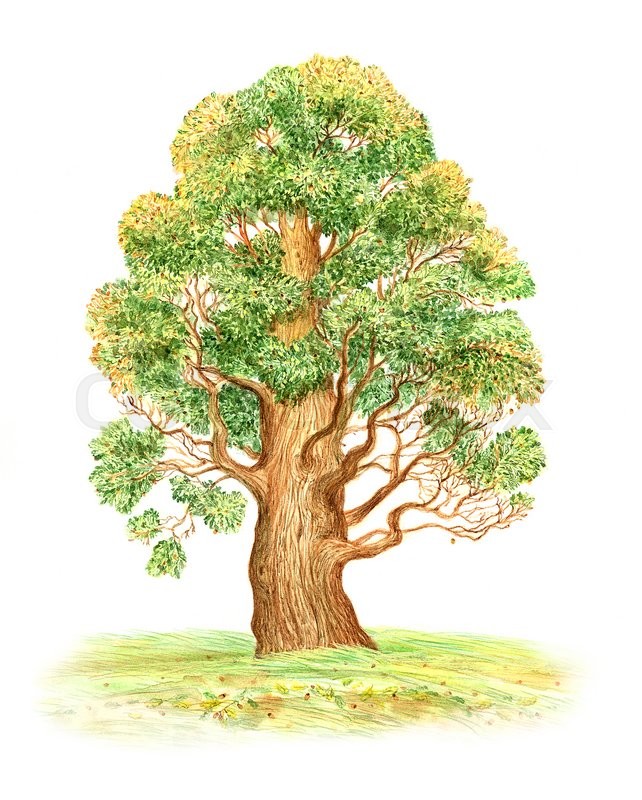 642x800 Beautiful Watercolor Painting Of A Large Oak Tree On A White