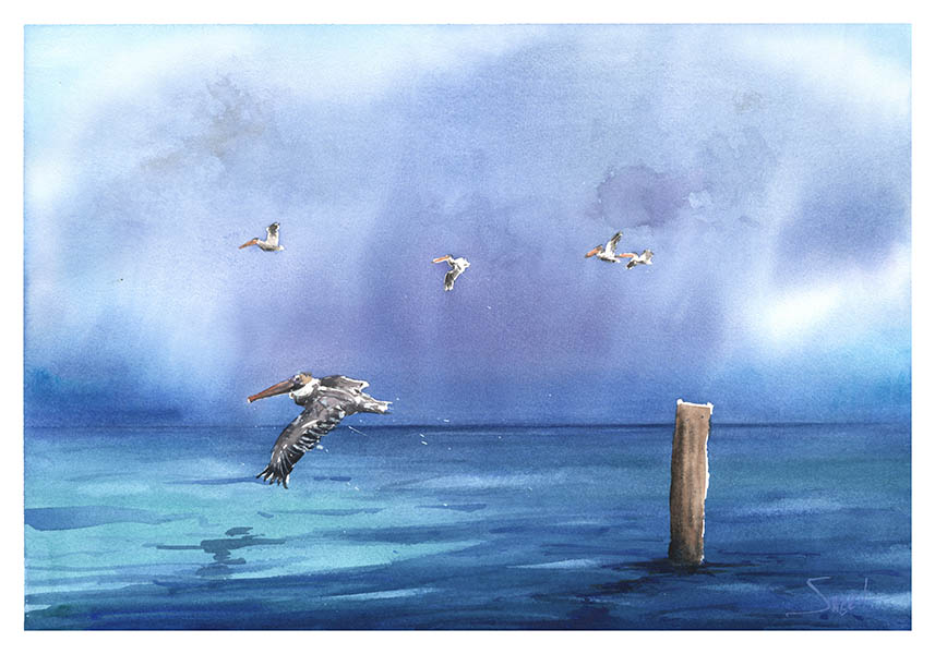 857x600 Pelicans Over Ocean Print Watercolor Animal Paintings