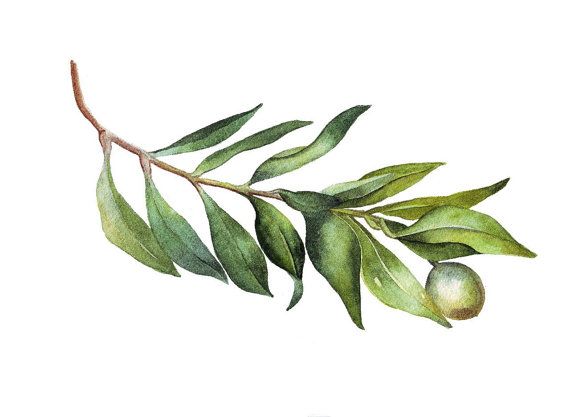 570x417 Olive Branch Watercolor Painting Original Tattoos