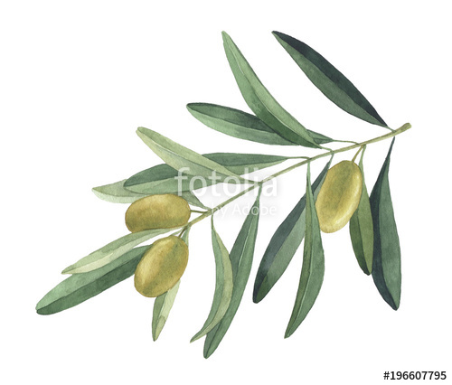 500x426 Olive Branch. Watercolor Illustration Stock Photo And Royalty