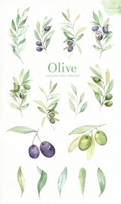236x399 351 Best Olive Oil Images In 2018 Olive Oils, Olive