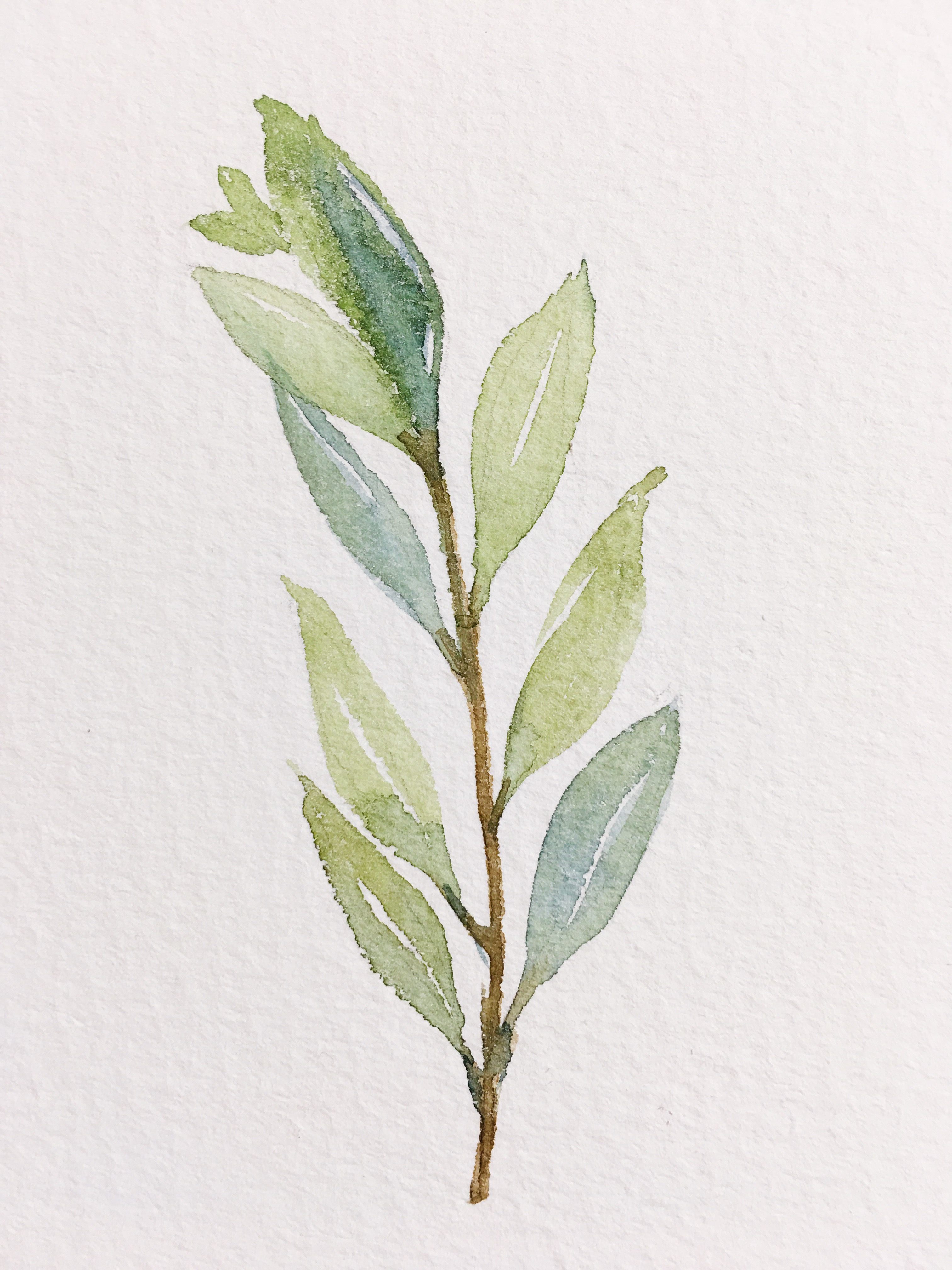 3024x4032 Watercolor Olive Branch Red Letter Day