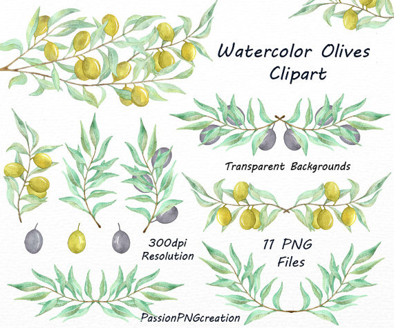 570x475 Watercolor Olives Clipart, Png, Olive Branch, Olive Tree Clip Art
