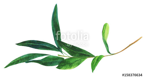 500x271 Watercolor Drawing Of Green Olive Branch, Isolated On White Stock