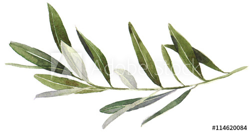 500x267 Watercolor Olive Branch On White Background. Hand Drawn Watercolor