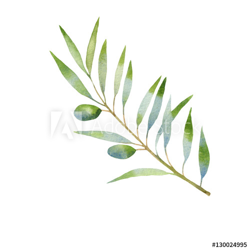 500x500 Olive Branch Watercolor. Isolated On White Background. Hand Drawn