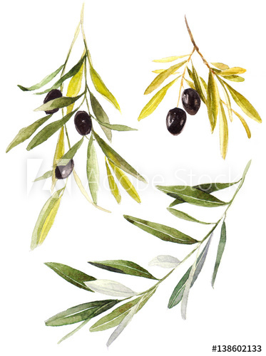 373x500 Collection Set Olive Branches With Olives On White Background