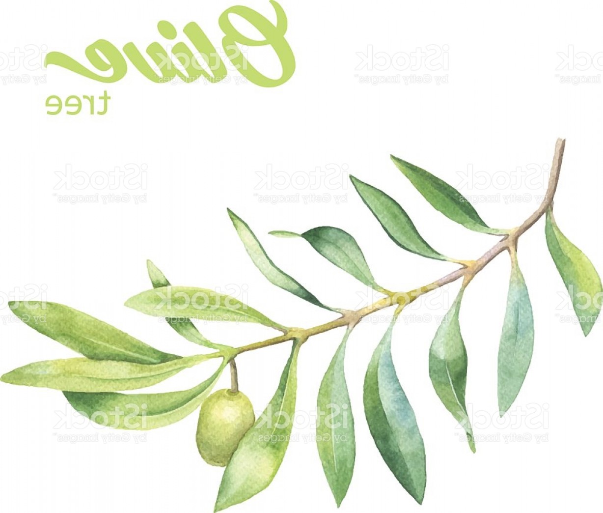 1228x1044 Green Watercolor Olive Branch Gm Lazttweet