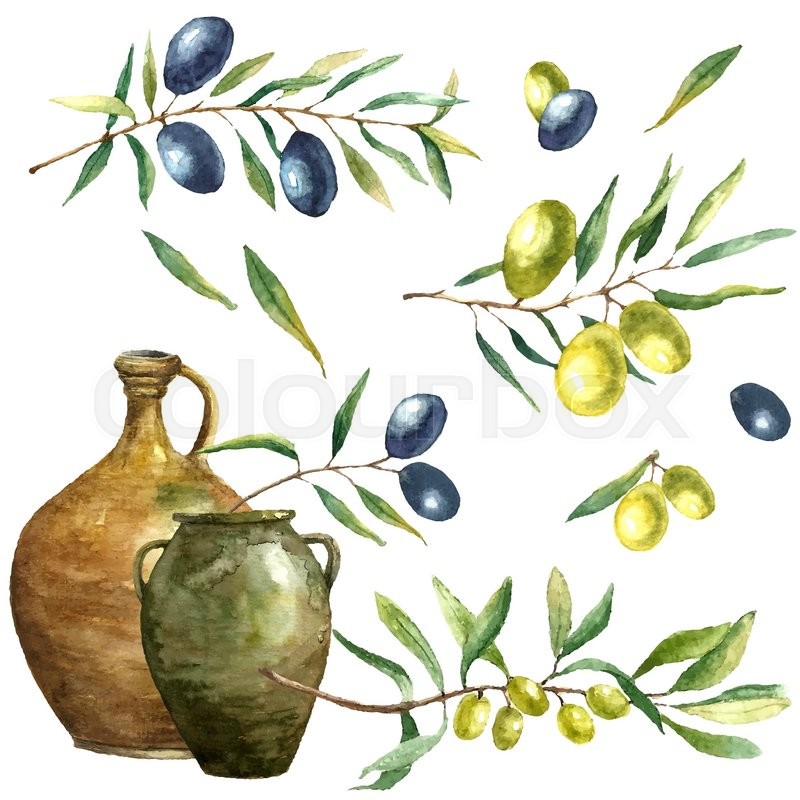 800x800 Hand Drawn Watercolor Illustration With Olives. Set Of The
