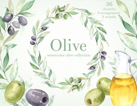 570x442 Olive Watercolor Clipart Green Leaf Hand Painting Olive Etsy