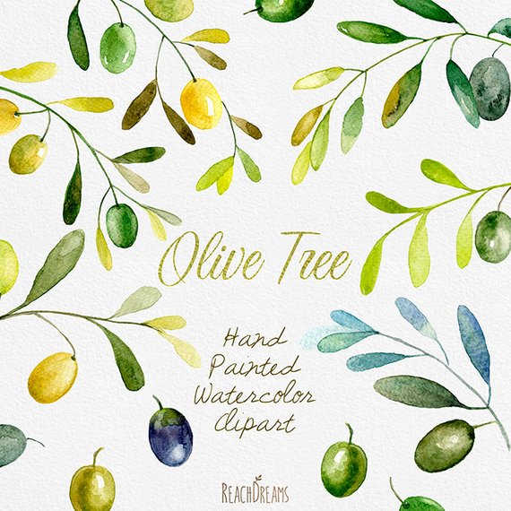 570x570 Olive Watercolor Clipart. Hand Painting Olive Art Diy Etsy