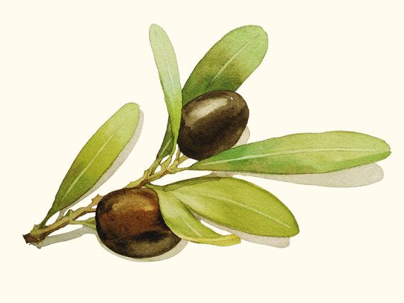 570x428 Olives Painting