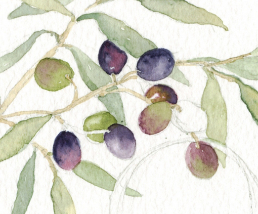 510x423 Everyday Artist Step By Step Watercolor Olive Sketch