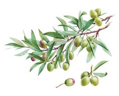 236x190 Watercolor Olive Sawyer Watercolor, Creative And