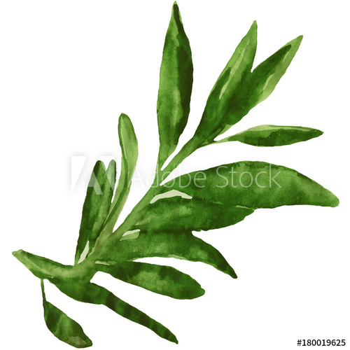 500x500 Olive Watercolor Illustration