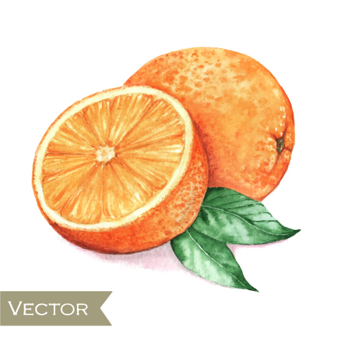 500x500 Watercolor Orange With Green Leaves Vector 01 Free Download