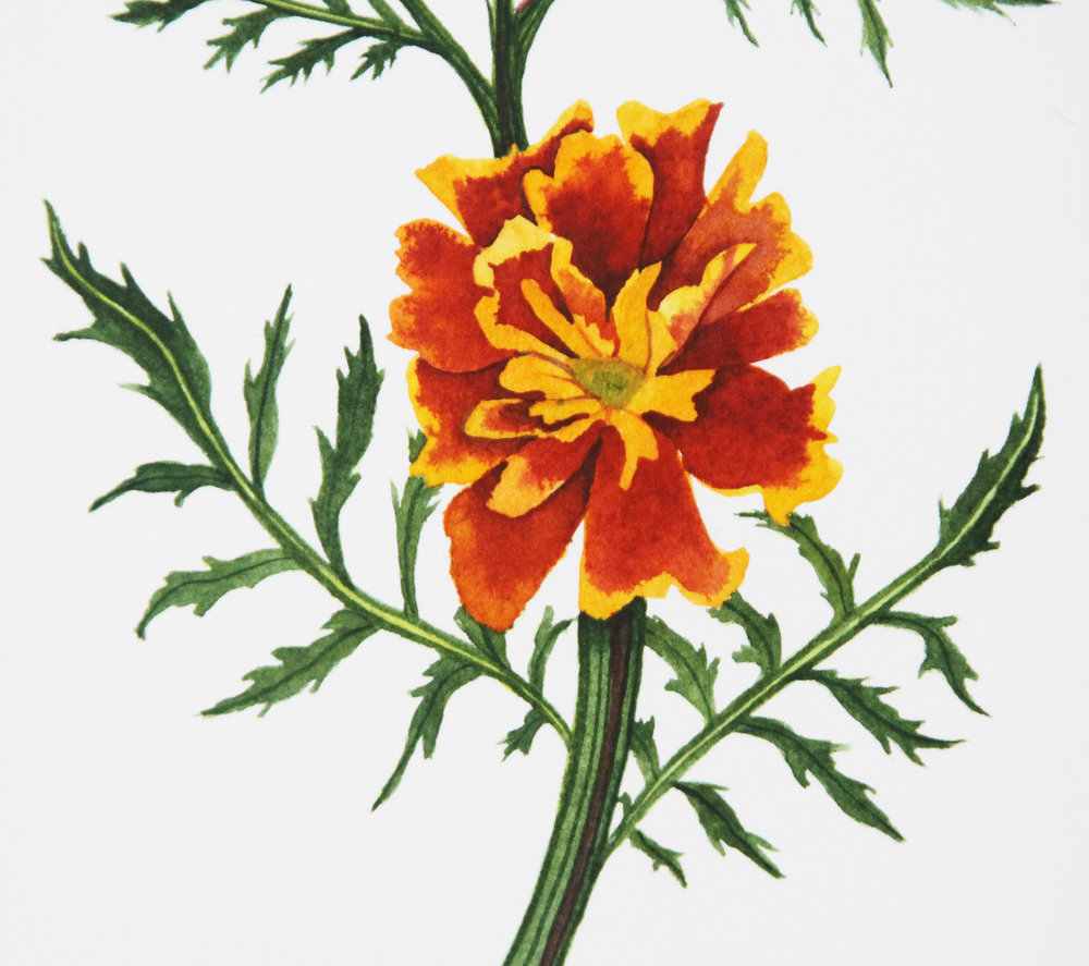 1000x887 Orange Marigolds Watercolor Painting My Giant Strawberry