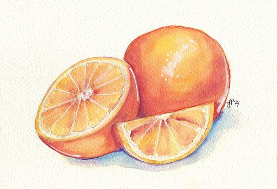 570x389 Photos Watercolor Painting Of Fruit,