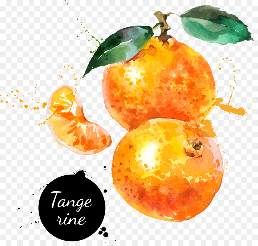 900x860 Watercolor Painting Drawing Tangerine