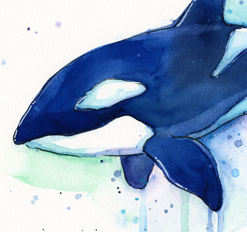 849x798 Killer Whale Watercolor Olechka Design