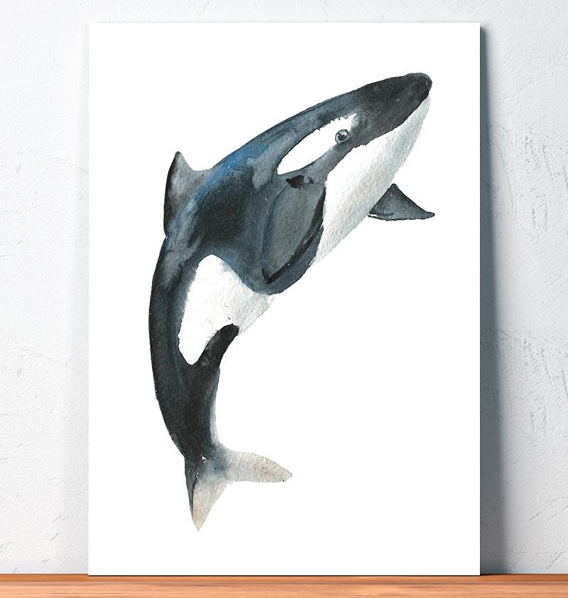 800x842 Orca I