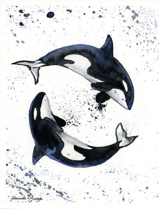 570x723 Orca Print