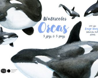340x270 Orca Watercolor Etsy