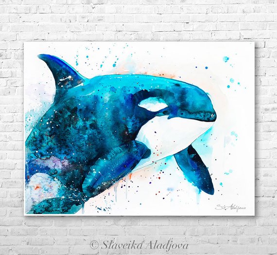 570x524 Orca Watercolor Painting Print By Slaveika Aladjova Art Etsy
