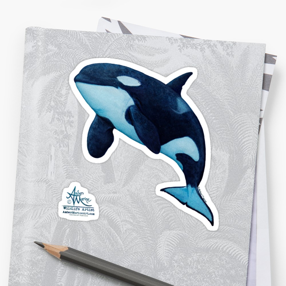 1000x1000 The Matriarch By Amber Marine ~ Killer Whale Orca Watercolor