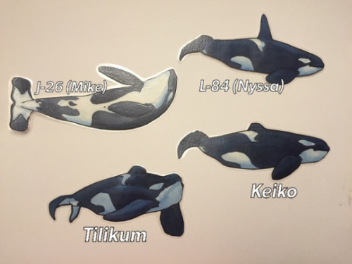 500x375 Watercolour Orca Tumblr