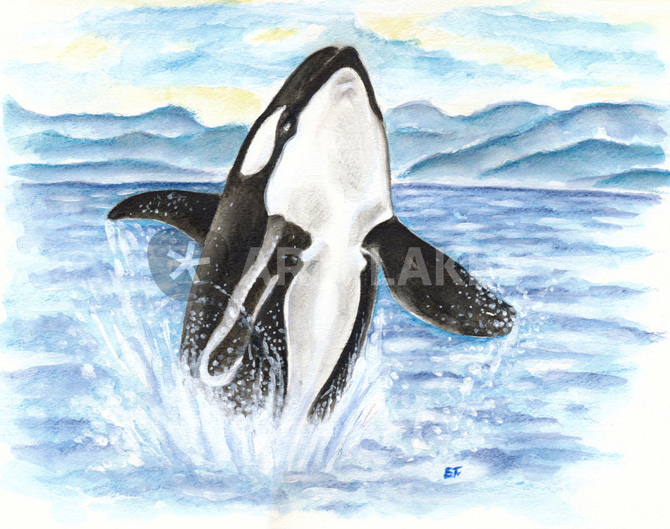 950x751 Breaching Orca Killer Whale Watercolor Art Painting Art Prints