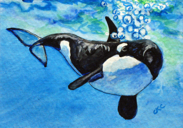 630x439 Colleen K Carrigan Aceo Orca Whales Puget Sound Watercolor Painting