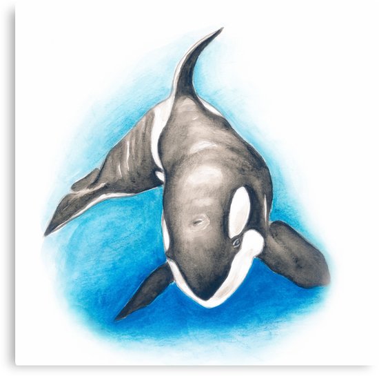 550x545 Lone Orca Whale Watercolor Canvas Prints By Eveystudios Redbubble
