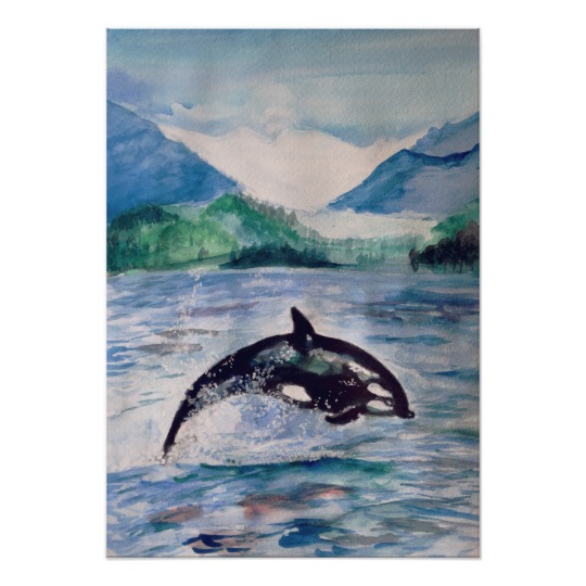 540x540 Orca, Whale Watercolor Drawing Value Poster Zazzle.ca