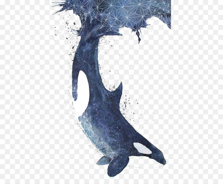 900x740 Baby Whale Baleen Whale Killer Whale Blue Whale