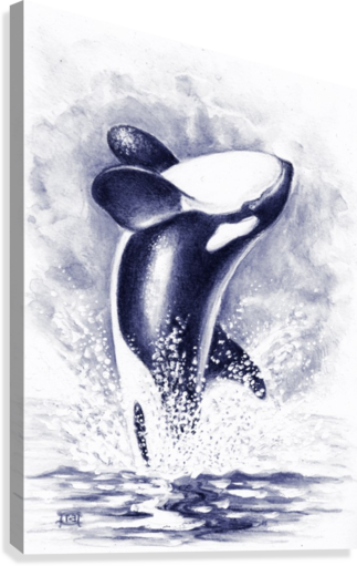 323x511 Breaching Orca Killer Whale Blue Watercolor