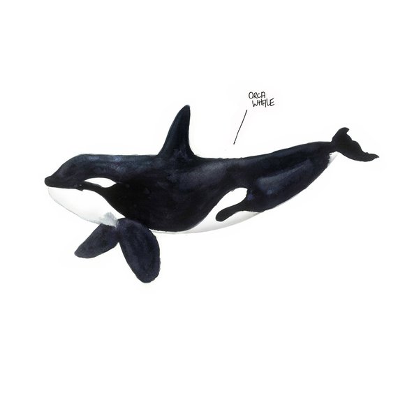 570x570 Orca Whale Watercolor Painting Whale Illustration Digital Etsy