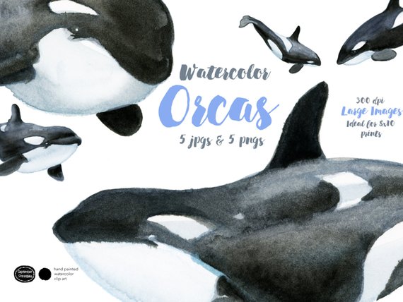 570x428 Watercolor Killer Whales Watercolor Orcas Orca Clipart Etsy