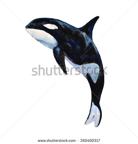 450x470 Collection Of Free Grampuses Clipart Killer Whales. Download On