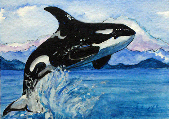 545x385 Colleen K Carrigan Aceo Orca Whale Breaching