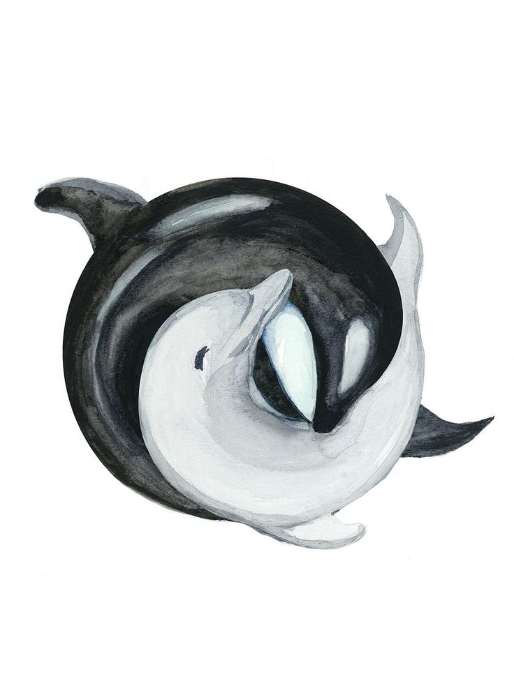 736x993 Drawn Dolphins Killer Whale