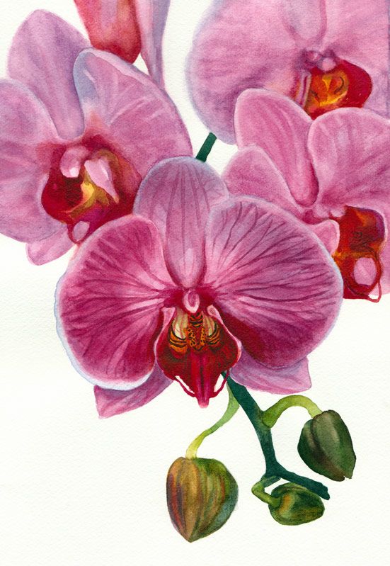 551x799 Orchid Painting In Watercolor For The Book In 2018 Art