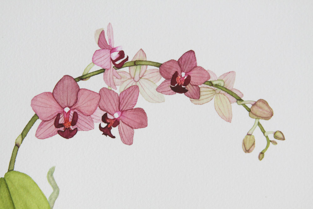 1000x667 Orchid Wreath Watercolor Painting My Giant Strawberry
