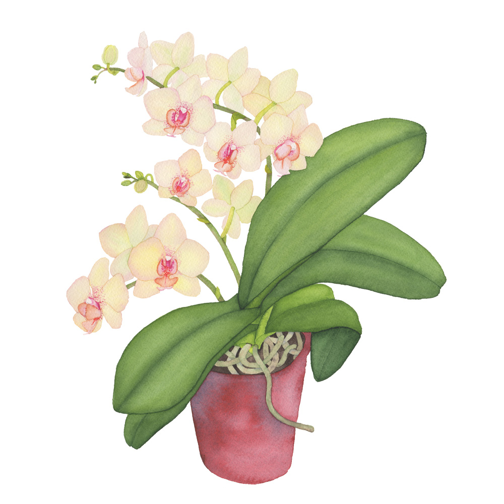 1000x1000 Peach Orchid Watercolor Painting My Giant Strawberry